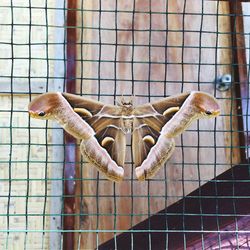 Close-up of lizard in cage