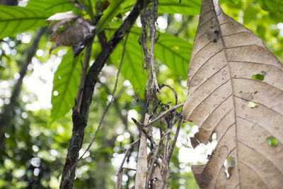 Low angle view of leaves on tree in forest