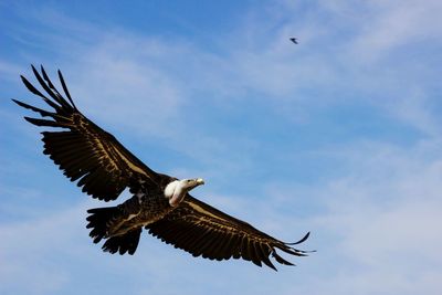 Low angle view of vulture flying against sky