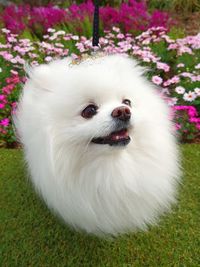 High angle view of dog on white flower