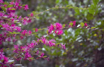 Close-up of pink flowering plants