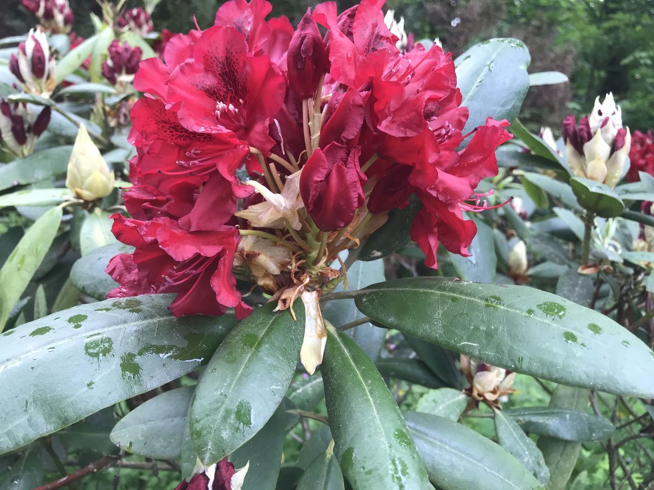 CLOSE-UP OF FLOWERING PLANTS