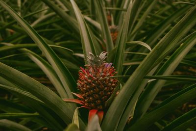 Close-up of red flowering plant