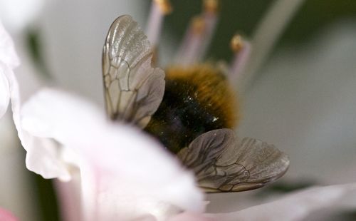 Close-up of plant against blurred background