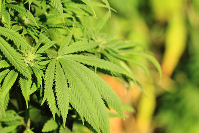 Close-up of fresh green leaves