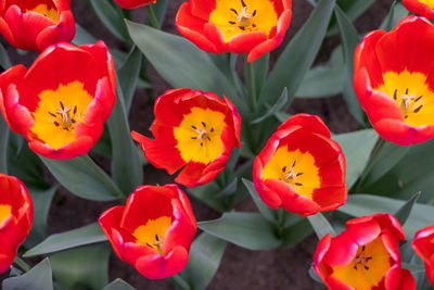 High angle view of red tulips