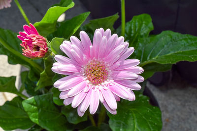 Close-up of pink flowering plant