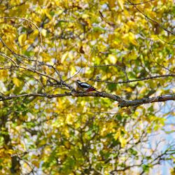 Low angle view of bird perching on tree