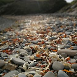 Close-up of pebbles on shore
