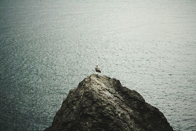 Bird perching on rock by sea against sky