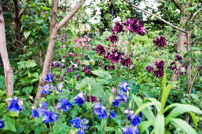 Close-up of purple flowering plants in garden