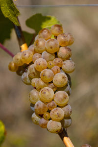 Close-up of grapes growing in vineyard