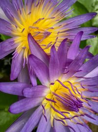 Close-up of fresh purple flower blooming outdoors