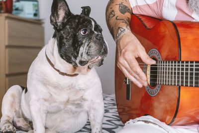 French bulldog watch how he plays the guitar