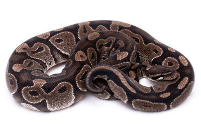 Close-up of animal skull over white background
