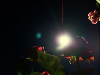 Close-up of illuminated flowering plant against sky at night