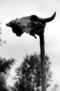 Low angle view of animal skull