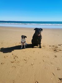 Dogs on beach against clear sky