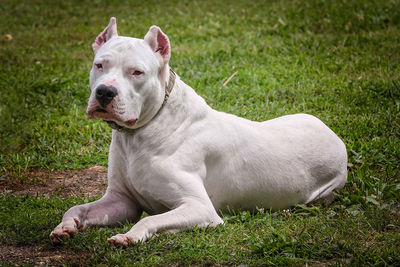 Close-up of dog sitting on field