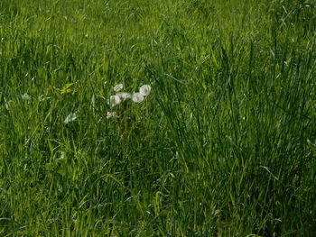 grassland
