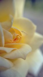 Close-up of yellow flower