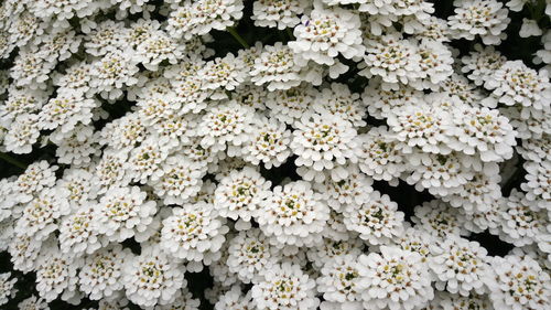 Close-up of white flowers