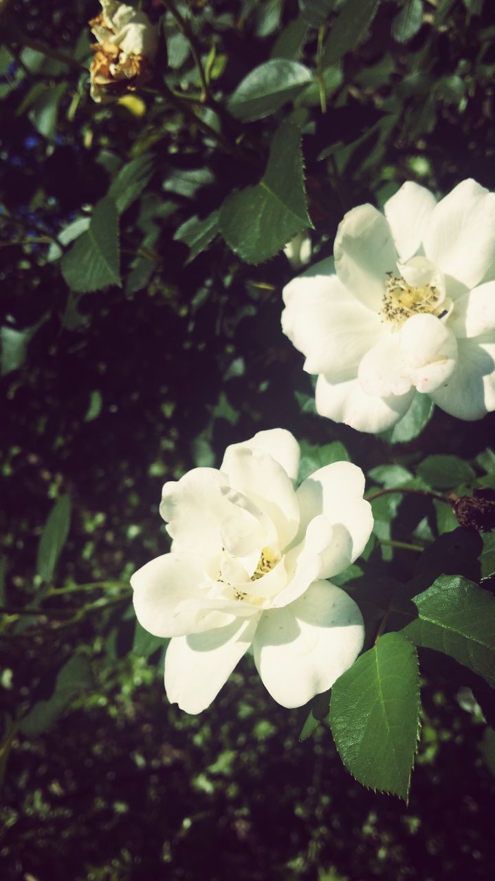 flower, petal, freshness, fragility, white color, growth, flower head, leaf, beauty in nature, blooming, nature, plant, in bloom, close-up, focus on foreground, blossom, pollen, park - man made space, high angle view, outdoors