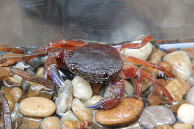 High angle view of crab on pebbles