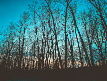 Silhouette trees in forest against sky