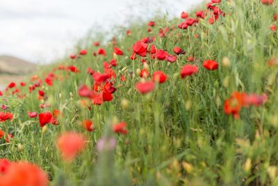 Close-up of red poppy flowers in field