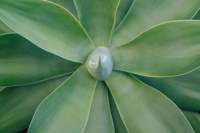 Full frame shot of succulent plant