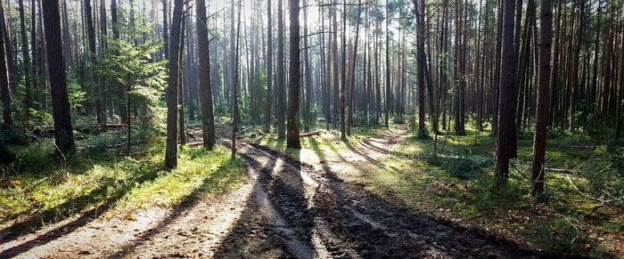 Scenic view of forest