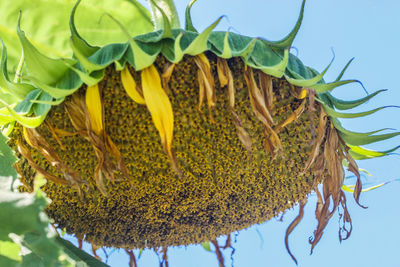 Close-up of insect on sunflower