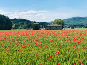 Red flowering plants on field against sky