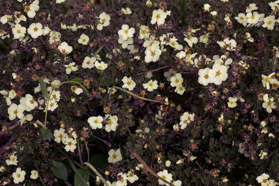 Close-up of flowers