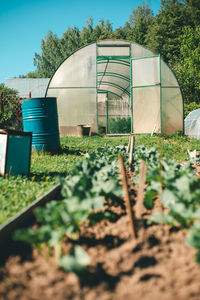 Plants growing in greenhouse