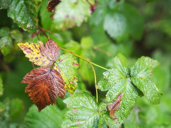 Close-up of leaves on plant during autumn