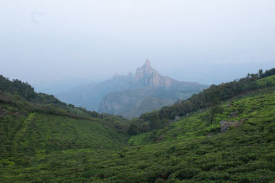 View of rangaswamy peek in kodanadu tea estate in the early morning. 