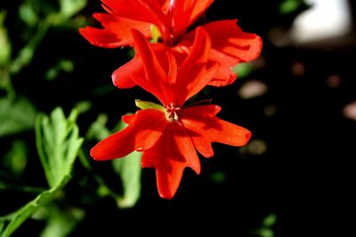 Close-up of red flowering plant