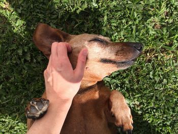 Close-up of hand stroking dog on grass