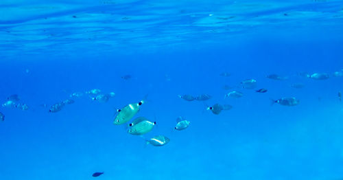 Fishes under the sea at capo  carbonara italy