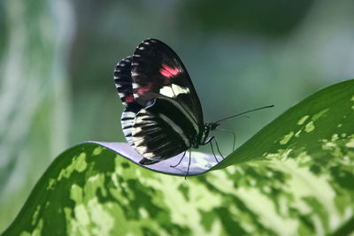 Butterfly pollinating flower