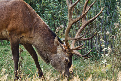 Deer in a field