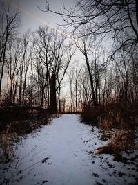 Bare trees on snow covered land against sky