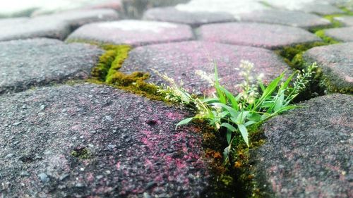 Close-up of plant