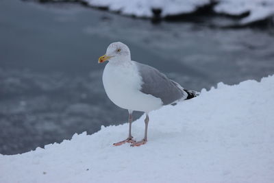 Close-up of seagull perching on snow