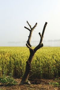 Trees on field