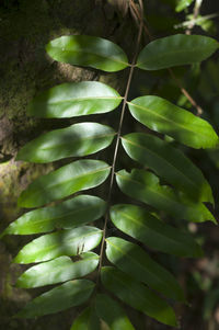 Close-up of green leaves