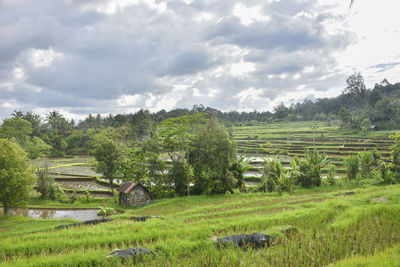Scenic view of agricultural field against sky