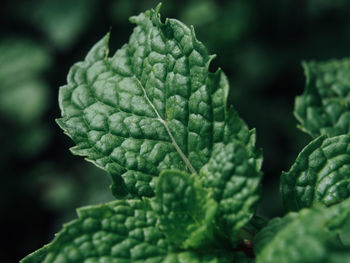 Close-up of green leaves